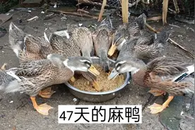 47天的麻鸭长完羽毛了都有四斤左右，吃米糠长大的鸭子肉质比较香