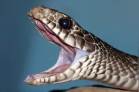 中国8种常见的无毒蛇：对人类有益！药用价值极高