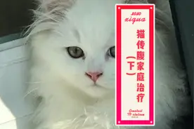 猫传腹也可以在家自己好治，学会了省下好几千