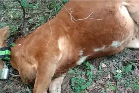 太气人了，上万元的大牛被毒蛇咬死，主人损失惨重。视频封面