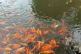 上海外滩一日游，上海老街，豫园，老年人票价20元！半价，全价4o视频封面