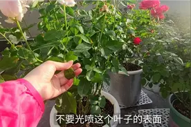 月季黑斑病不用怕，用对药就行视频封面