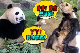 为什么旅日大熊猫享受帝王待遇，旅美大熊猫丫丫乐乐，一死一伤？视频封面