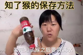 金蝉的保存知识来啦，不知道的快点来看