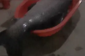 有没有见过这么大的青鱼？49公斤98斤，可能99%的人都没见过