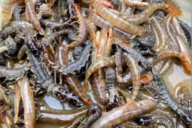 200一斤的水蜈蚣和红尾钢鳅，小伙去河边翻石头就能抓到很多