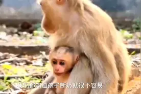 猴妈妈给小猴子断奶视频封面