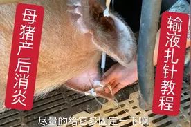 想学母猪产后输液消炎的看过来，详细教程免费学，希望对你有帮助视频封面
