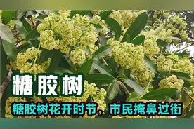 湛江农村的糖胶树成了城市风景树，开花很臭，市民晚上掩鼻过街视频封面