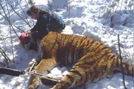 一些热门虎王的巅峰体重及简介视频封面