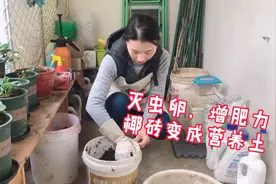 巧洗椰砖的方法：灭虫卵除病菌，椰砖变成营养土无土栽培都可以