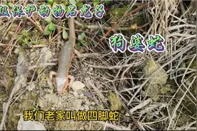 两只国家级保护动物，石龙子正在打架，好可爱，你有看见过吗