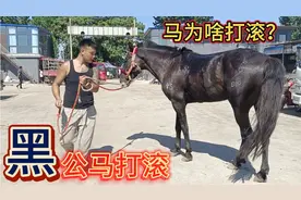 戴马鞍的马要打滚马主赶紧卸掉马鞍子让马打滚，马打滚是啥意思？