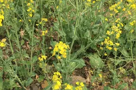 油菜花香、油菜花黄，山坡上风真大，再不去就晚了，已经开始结籽视频封面