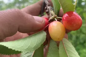 走进甘肃的一个空心村，樱桃成熟了没人摘，人都到哪里去了视频封面