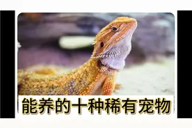 科普来了：中国允许养的稀有宠物有哪些呢？你最喜欢哪个？