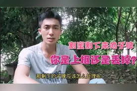 土养蜜蜂割蜜割下来的子脾，你是上活框还是丢掉？我是这样做的！