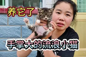 流浪小猫饿的直叫，却没人愿意养，小霞纠结一天还是去抱回来