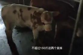 8000块的西门小公牛，12000多两头西门小母牛，有没有人秒杀