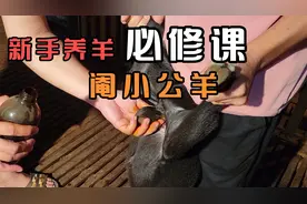 新手养羊必修课，如何给小公羊去势，阉小公羊的操作教程