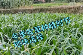 养牛人可以准备冬季牧草啦，冬季种这些牧草，再也不用为草发愁视频封面