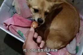 黄瓜今天咬到一只大老鼠，晚上都不吃饭，结果是要生孩子了视频封面