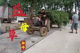 河南新野沙堰农户种了一百多亩益母草，一茬亩产过万斤？直接粉碎