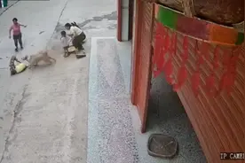 狗狗扑倒并赶跑咬小主人的疯狗 主人：养了7年多，很有灵性视频封面