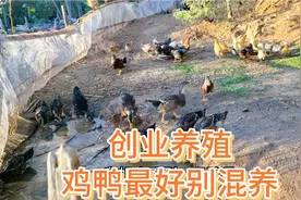 农村创业养殖，昨天鸭子吞了一只小鸡，彻底颠覆了我的认知