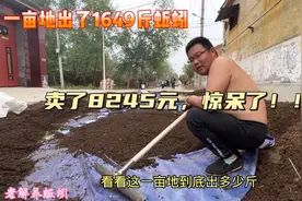 养殖户一亩地采收了1649斤蚯蚓，卖了8245元钱，老解：再累也值了