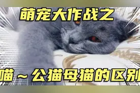 公猫跟母猫有什么区别？这6个方面，原来差别这么大视频封面