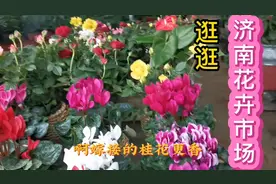 济南小清河南路上有个花卉市场，门面破旧不起眼，室内美的不得了视频封面