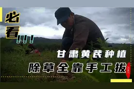 人间四月芳菲尽，甘肃黄芪花盛开，长恨杂草生芪旁，穿棉披袄斩草