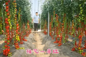 河南农业大学选育高产串收小番茄，解决种子卡脖子，助力种业振兴视频封面