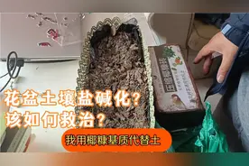 家中花盆土壤非常容易出现盐碱化，该如何救治呢？我选择椰糠基质视频封面
