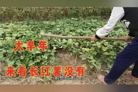 湖北：今年旱情有多严重，大概有50天没下雨，来看看长红薯没有视频封面