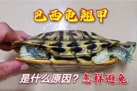 巴西龟翘甲的原因是什么？有4个情况都会导致翘甲，及早纠正！