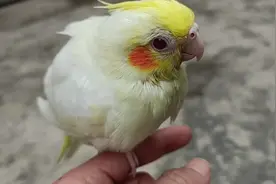 记录一只玄凤鹦鹉从雏鸟到展翅飞翔全过程！