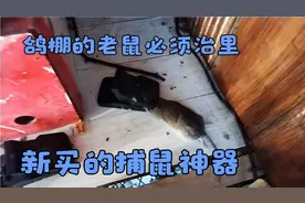 鸽棚里冬天老鼠🐭太多了，新买的捕鼠神器！看看效果！