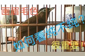 如何挑选画眉？如何看毛色纯与不纯？图片对比一目了然，受益匪浅