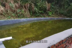 100平方米的鱼池，居然能养5000条溪石斑鱼，就是成本太高了！视频封面