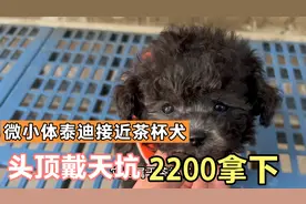 拿下茶杯犬泰迪，长大3斤左右，头顶戴天坑，2200拿下贵吗？视频封面