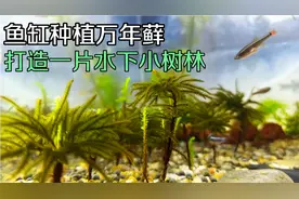 鱼缸种植万年藓净化水质，造景成一片水下小树林，棕榈莫斯好养吗