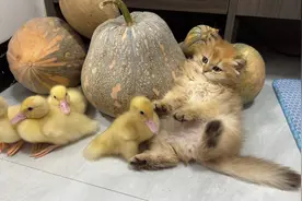 小狗邀请小鸭一起玩耍，小猫小狗宠物视频搞笑的动物萌宠治愈开心