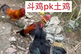 土鸡斗：瞎子大冠斗鸡pk土鸡群，瘦死的骆驼比马大