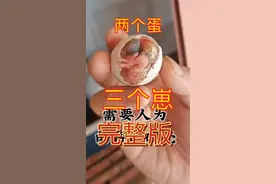 挑战一切皆有可能，记录双黄蛋的孵化和成长得全部过程。视频封面