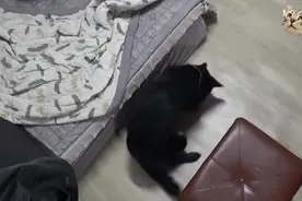 狗总是半夜嚎叫，还疯狂抓脸，狗狗脸都抓坏了，医生说是皮炎？视频封面