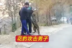 男子不停地挑衅花豹的底线，花豹彻底怒了，它突然发起攻击