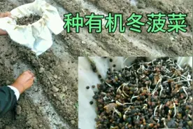 种菠菜，选对时间和方法，两天出苗，后期菠菜长势壮不黄叶口感好视频封面