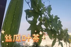 真没想到，楼顶的丝瓜叶还有这样的妙用，简单一步就能泡茶喝。